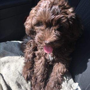 Meet your Posher, Mason